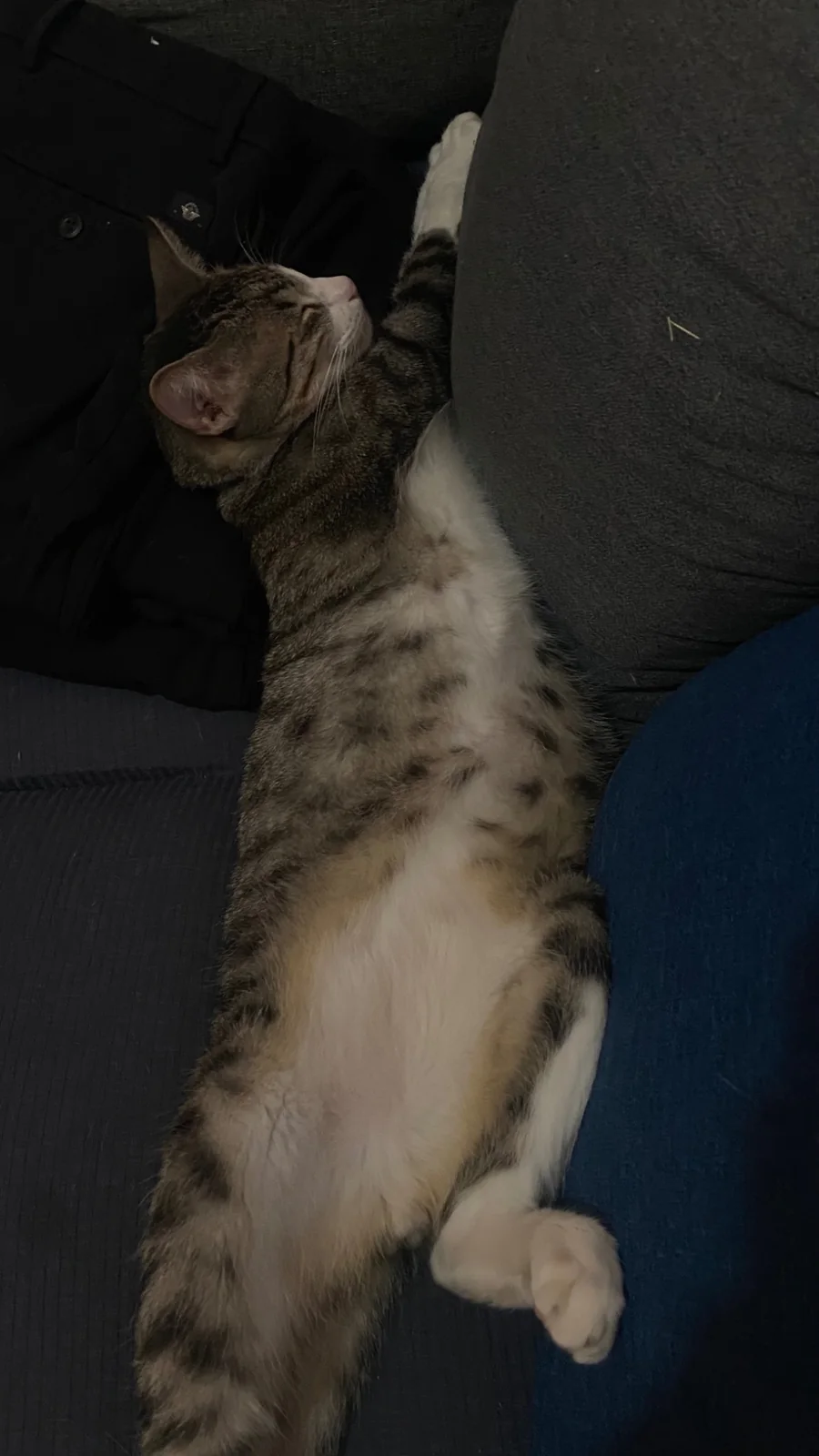 Morris dormido