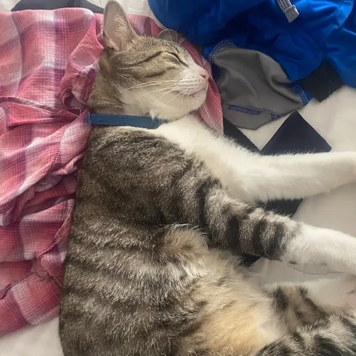 Morris descansando en la cama